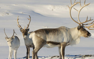 Baby Reindeer