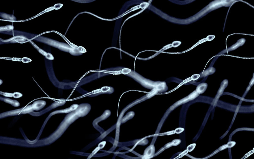 Boosting Semen Quality: Tips to Improve Male Fertility